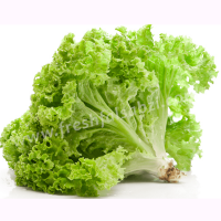 Lettuce Leafy - Salad Patta